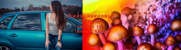 прущие грибы Кодинск